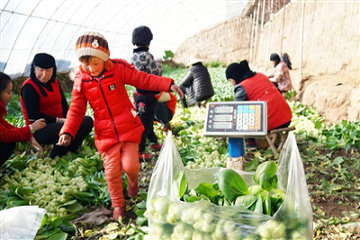 西寧市新莊鎮：特色蔬菜讓農民有“干勁” ()