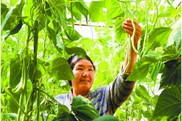2016年拉薩蔬菜創年產量歷史新高 ()