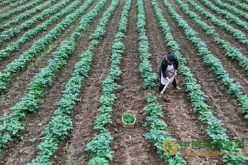 重慶市黔江區：馬鈴薯套種玉米 為民創增收 ()