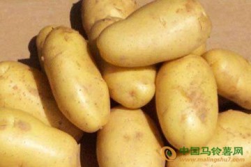 山西嵐縣：一顆小土豆帶動全縣產業發展 ()