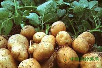 甘肅隴西縣：帶頭引領馬鈴薯產業發展 ()