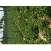 本人供應大量荷蘭15，100多畝，