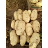 山東平陰大棚土豆大量供應，冷庫儲存開始了