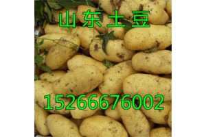 山東土豆產地批發價格，哪里荷蘭十五土豆價格便宜