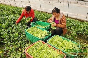 青海互助縣：蔬菜產業助農增收 ()