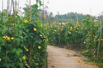 重慶銅梁區：萬畝蔬菜長勢喜人 豐收在望 ()