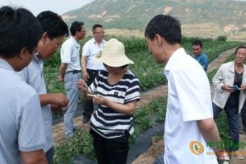 甘肅平涼：馬鈴薯種薯質檢工作成功開展 ()