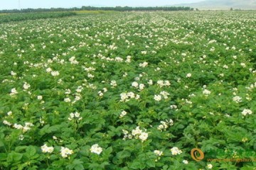 張掖柳谷村：馬鈴薯種植助農增收 ()