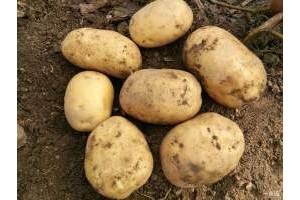 供應(yīng)吉林尤金，荷蘭，延暑土豆馬鈴薯