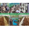 豐榮農業長期供應荷蘭系列土豆