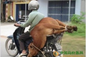 搞笑動物,勾肩搭背,世間常態(tài),你說牛嗎？ ()