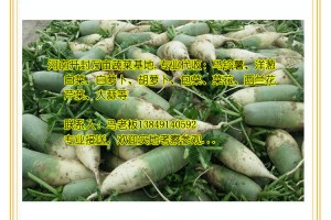代收：青皮蘿卜、紅皮蘿卜、白菜，河南萬畝蔬菜基地
