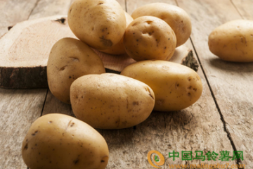 麗江寶山縣擴(kuò)種馬鈴薯 ()