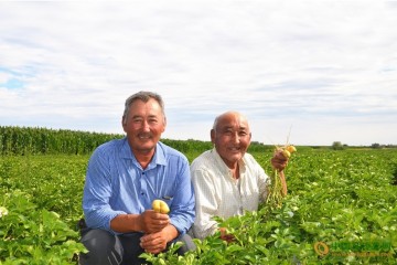 馬鈴薯種植助力農(nóng)民致富 ()