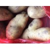 本人出售大量優質土豆克新荷蘭226