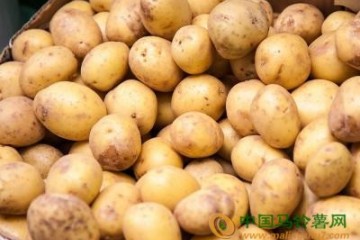 重慶：加快馬鈴薯標準化生產進程 ()