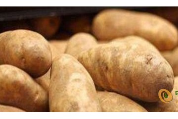 馬鈴薯主食加工技術日趨成熟 ()