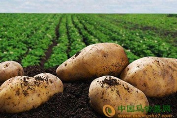 300多種馬鈴薯主食產(chǎn)品問(wèn)世 ()