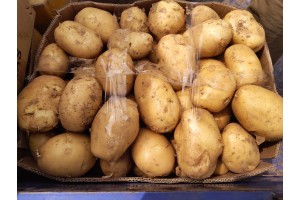 大量供應荷蘭土豆