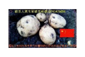 黑龍江省訥河市優質馬鈴薯