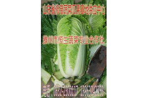 山東白菜，棗莊白菜，滕州白菜，大塢白菜，代收代辦白菜電話