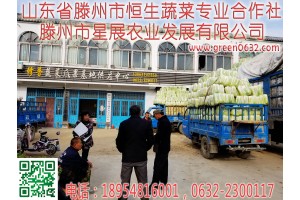 2019年白菜供應，代收代辦山東滕州白菜基地最新價格行情。