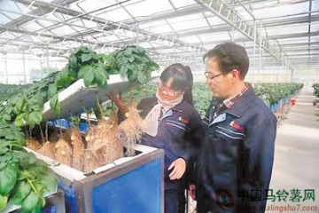 河北沽源推動馬鈴薯產(chǎn)業(yè)全面發(fā)展 ()