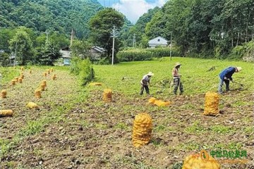 湖北竹溪：土豆成特色優勢產品 ()