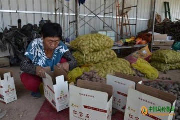 石家莊：五彩富硒土豆帶領農民增收致富 ()