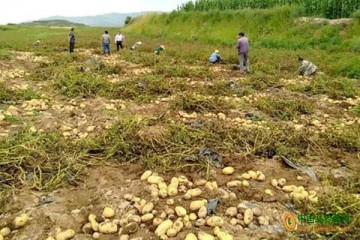 武山縣：小小馬鈴薯，致富增收“好幫手” ()