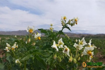 新疆富蘊縣：洋芋開花賽牡丹 ()