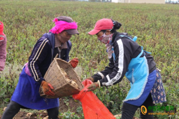 香格里拉：小中甸馬鈴薯畝產2410公斤 ()