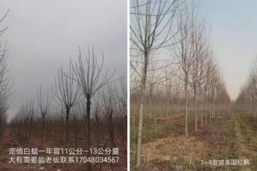 綠化樹出清銷售-白蠟、紅楓、海棠等 ()