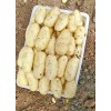 山東滕州荷蘭十五土豆大量供應(yīng)
