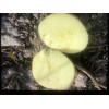 本人有大量v7，，希森6出售，商都土豆，