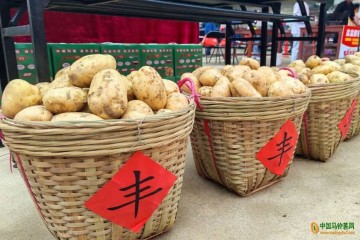 蘆苞鎮(zhèn)馬鈴薯產(chǎn)業(yè)增收致富、創(chuàng)品牌 ()