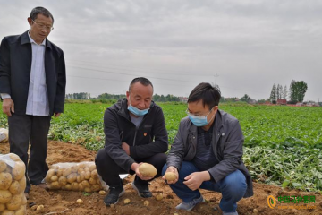 襄州區：馬鈴薯種植助農增收 ()