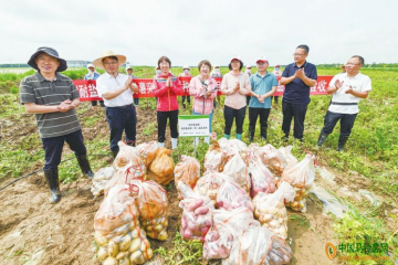 樂陵：耐鹽堿優質馬鈴薯喜獲豐收 ()