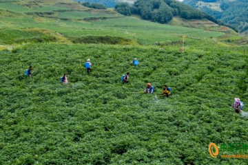 昭通魯甸：馬鈴薯種植面積增至23萬畝 ()