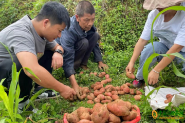 興義市：發展馬鈴薯多元化套種模式 ()