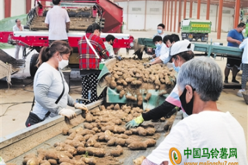 大興區“訂單馬鈴薯”成熟了 ()