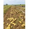 大量供應(yīng)沃土，V7等品種