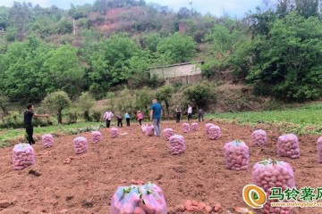 云南南華：“高山洋芋”鼓起錢(qián)袋子 ()