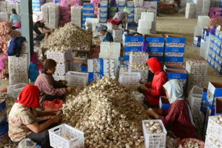 新薯上貨增多 高價(jià)能否持續(xù)？ ()