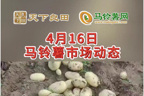 2024年4月16日山東滕州產區價格行情！ ()