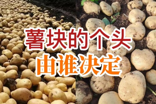 薯塊的個頭由誰決定？