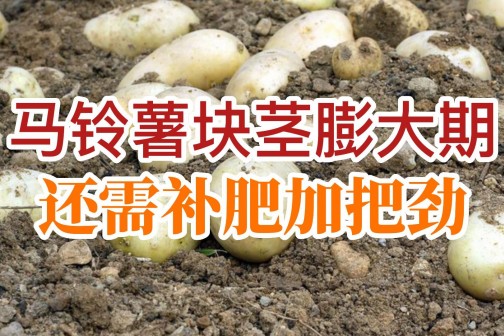 馬鈴薯塊莖膨大還需補肥加把勁！