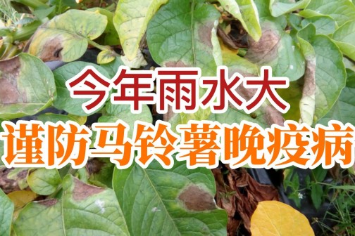今年雨水大，謹防馬鈴薯晚疫病！??！