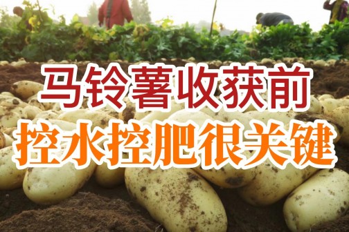 馬鈴薯收獲前控水控肥很關鍵